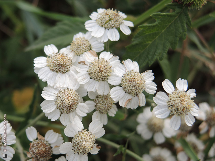 Achillée millefeuille