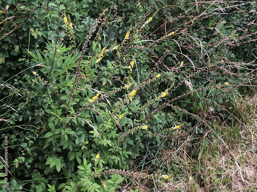 Aigremoine eupatoire