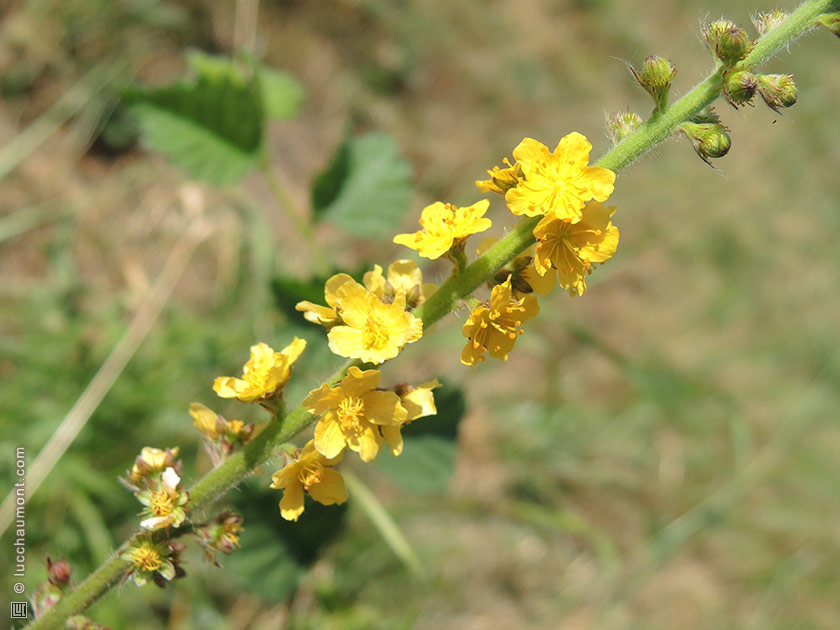 Aigremoine eupatoire