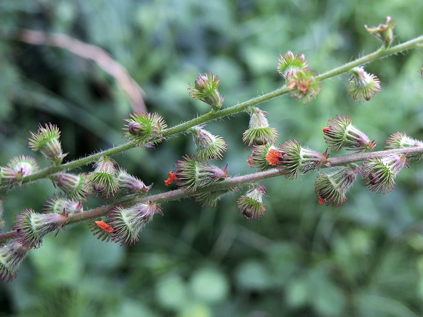 Aigremoine eupatoire