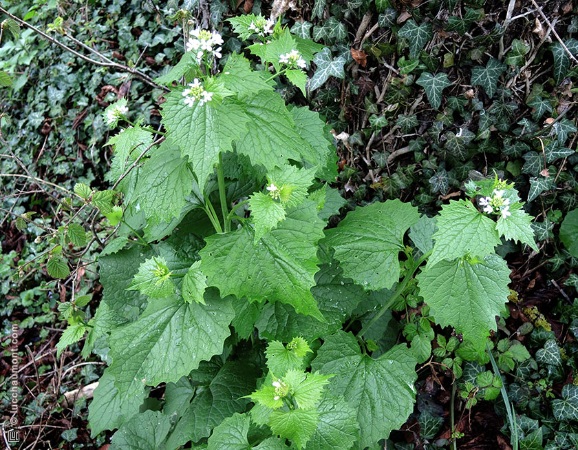 Alliaire officinale