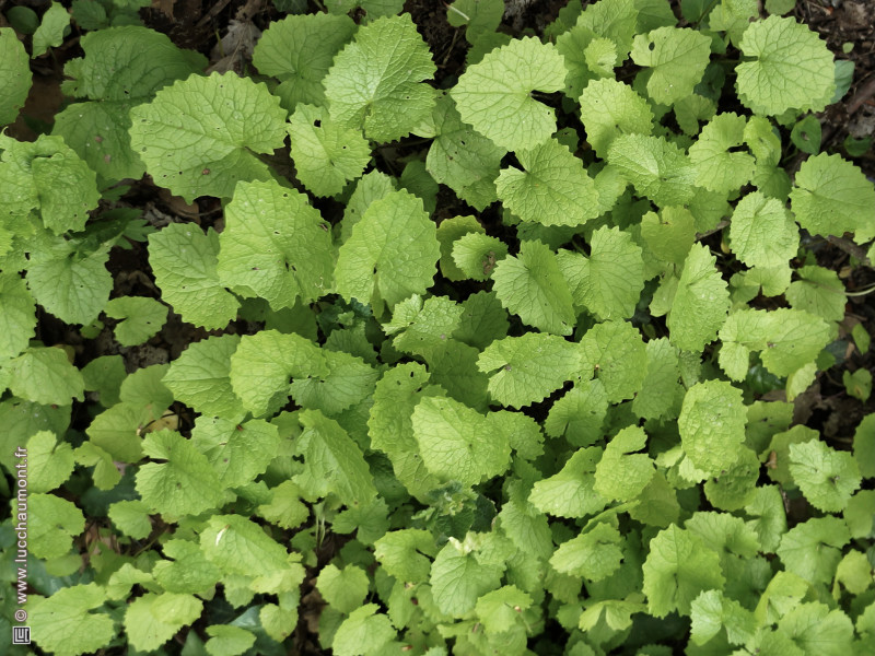 Alliaire officinale