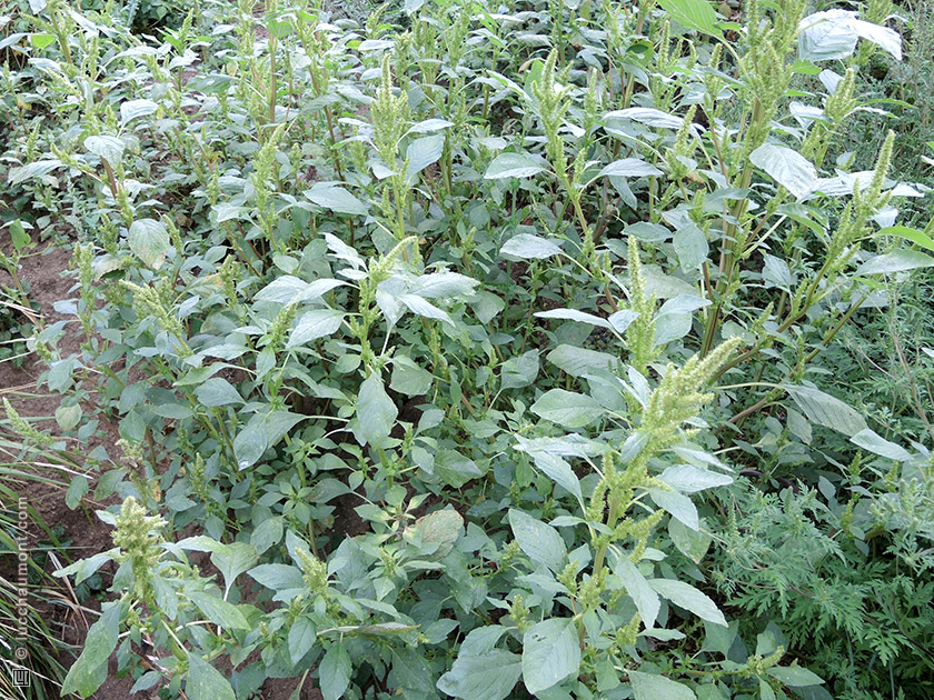 Amarante réfléchie