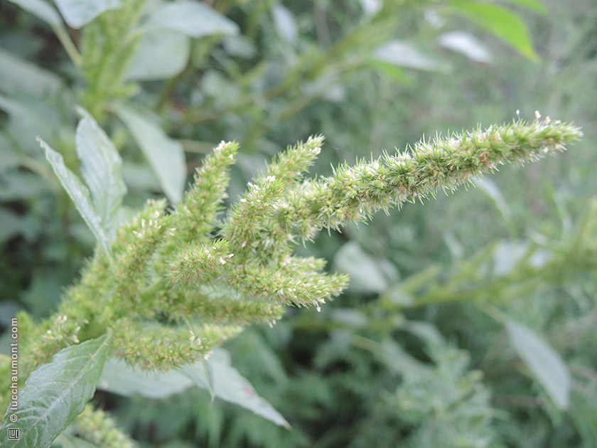 Amarante réfléchie