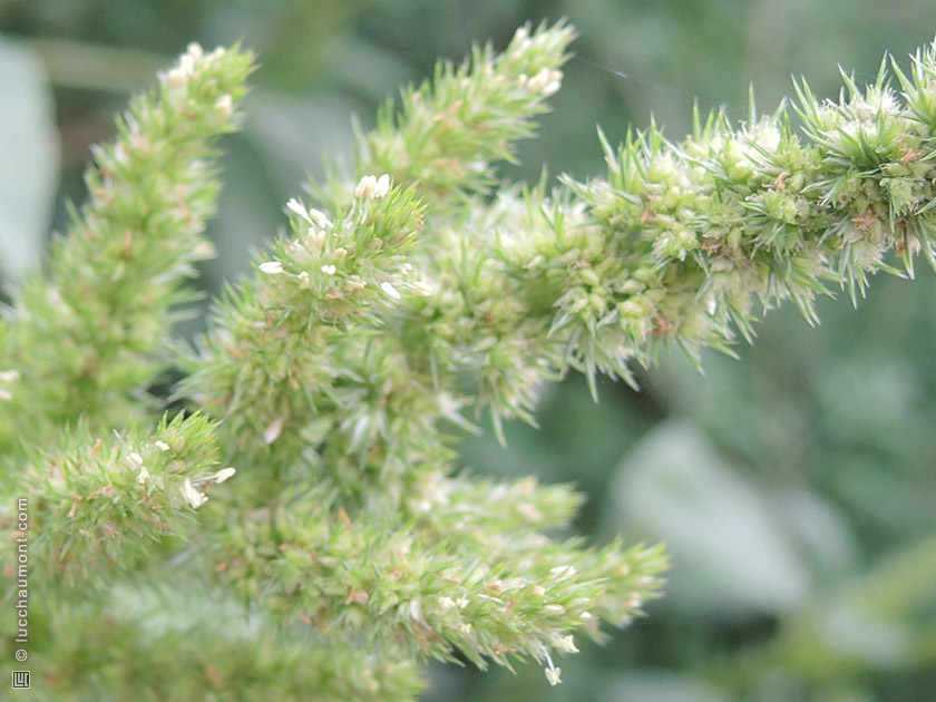 Amarante réfléchie