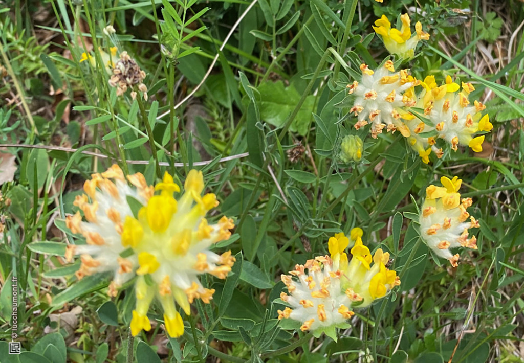 Anthyllide vulnéraire