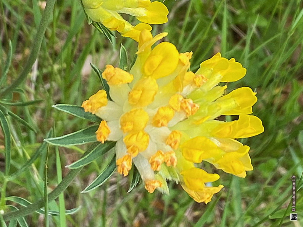 Anthyllide vulnéraire