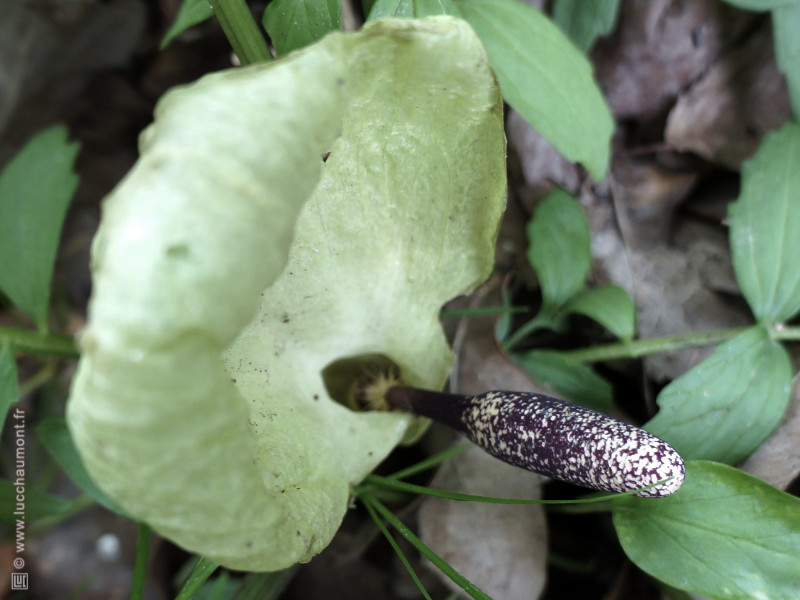 Arum tacheté