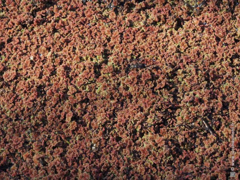 Azolla filiculoides
