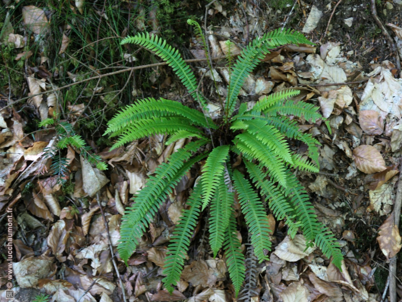 Blechnum en épi