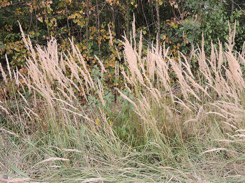 Calamagrostis epigejos