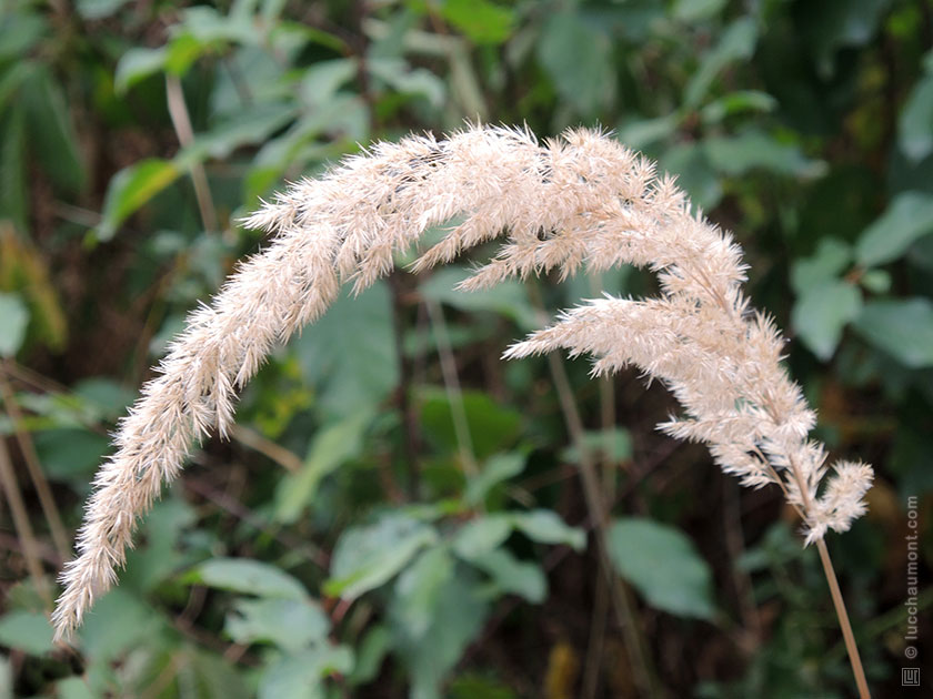 Calamagrostis epigejos