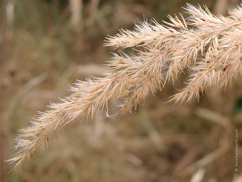 Calamagrostis epigejos