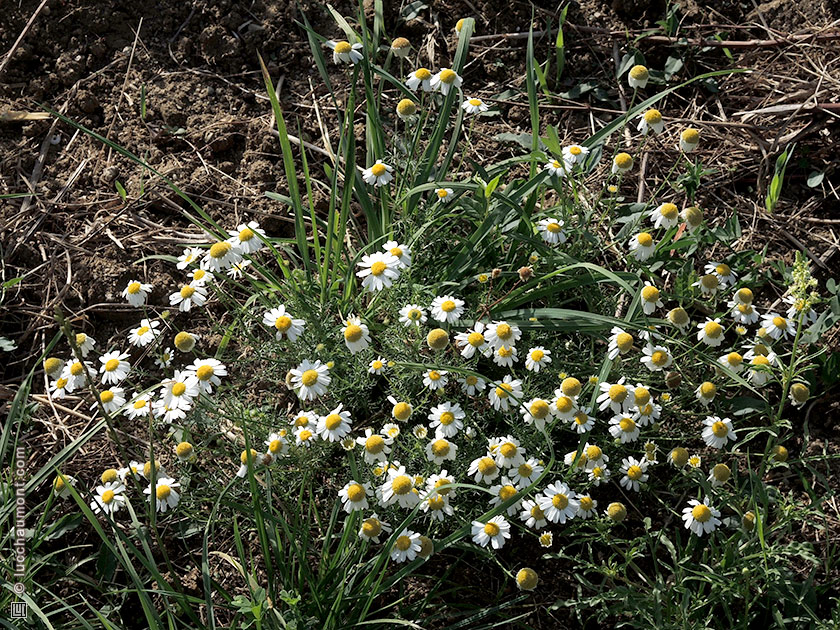 Camomille