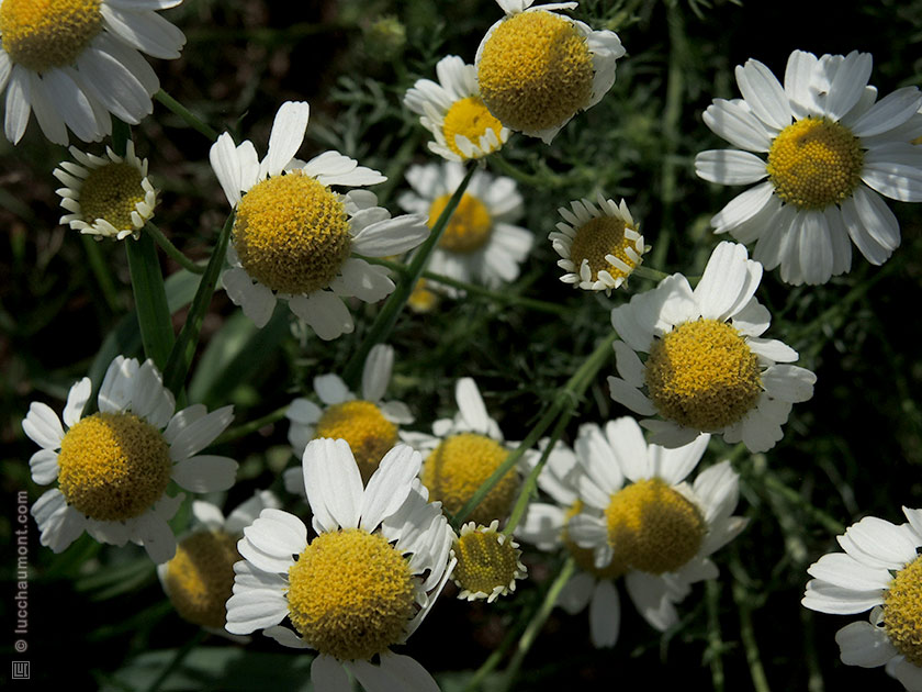 Camomille