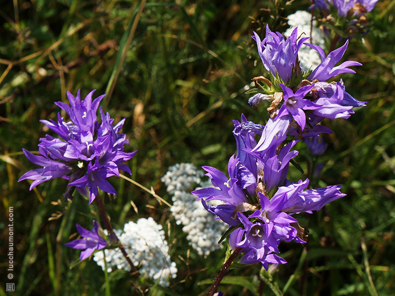 Campanule agglomérée