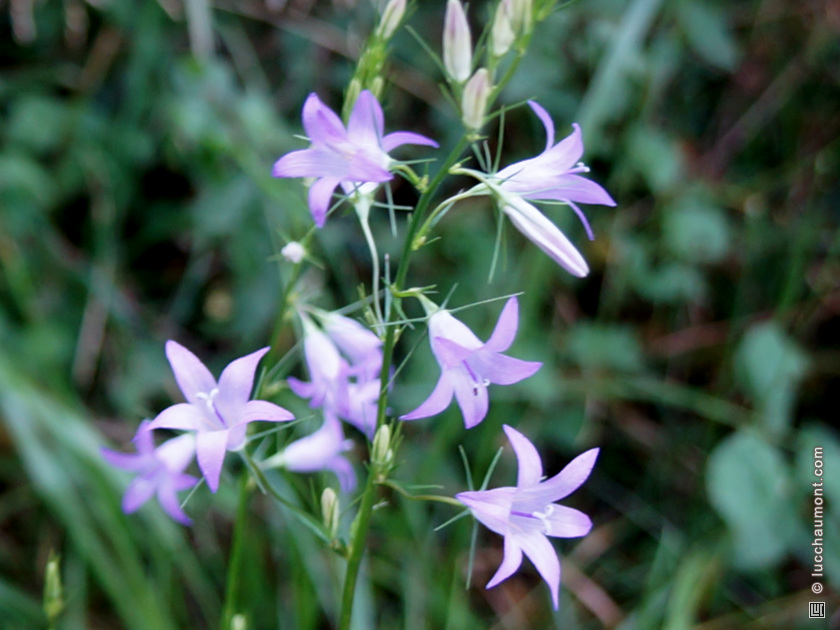 Campanule raiponce