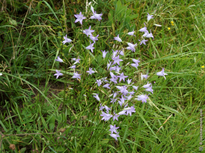 Campanule raiponce
