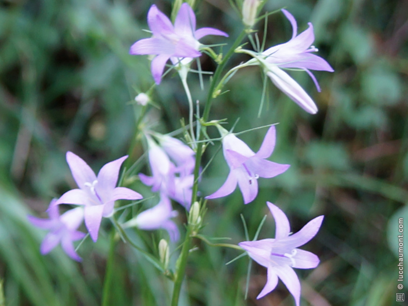 Campanule raiponce