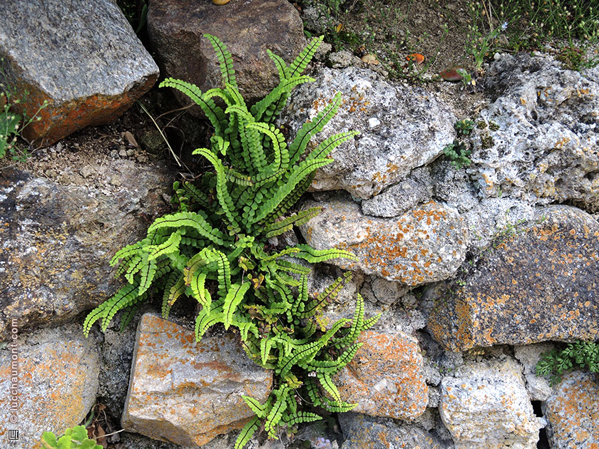 Capillaire des murailles