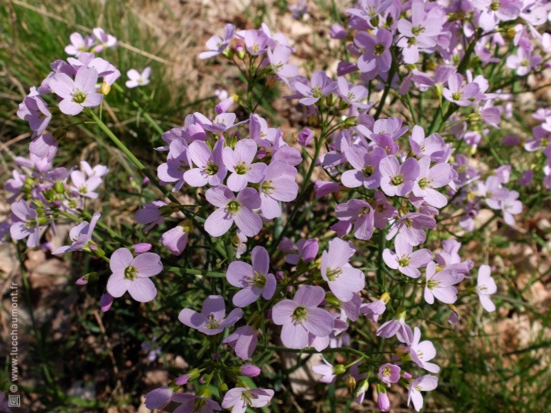 Cardamine