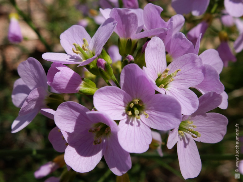 Cardamine