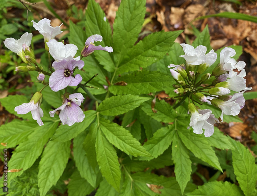 Cardamine à sept folioles