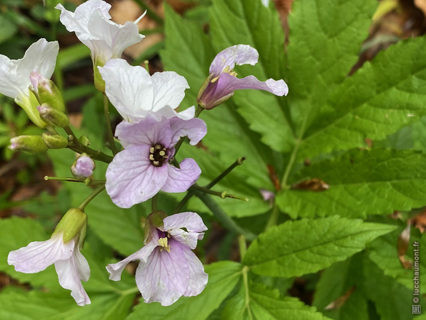 Cardamine à sept folioles