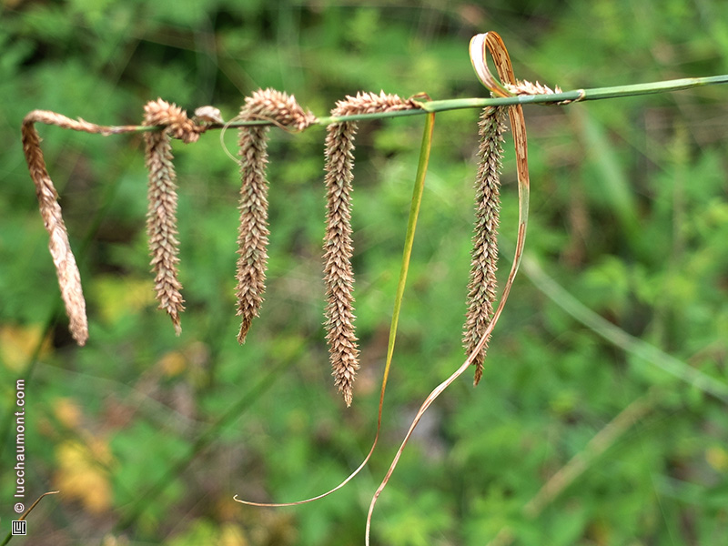 Laîche à épis pendants