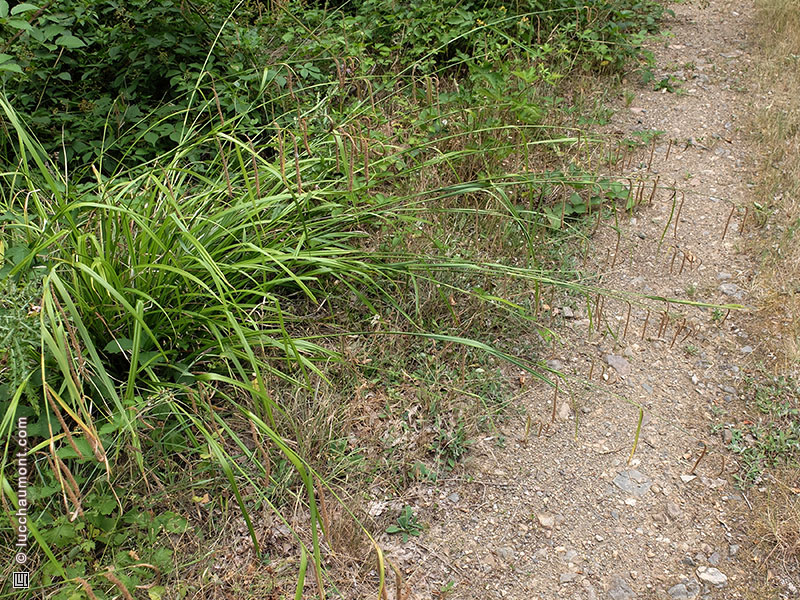 Laîche à épis pendants
