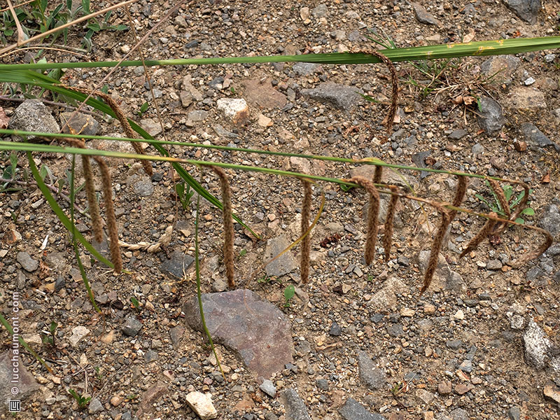 Laîche à épis pendants