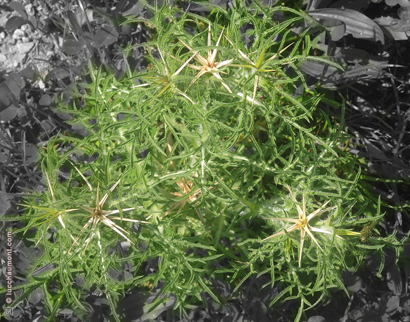 Centaurée chausse-trape