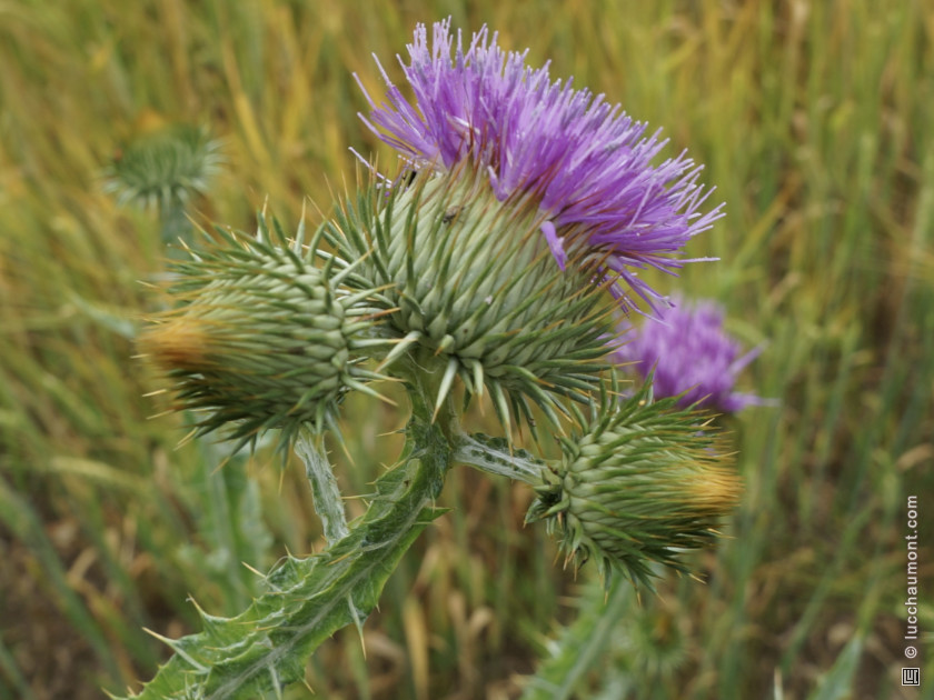 Chardon aux ânes