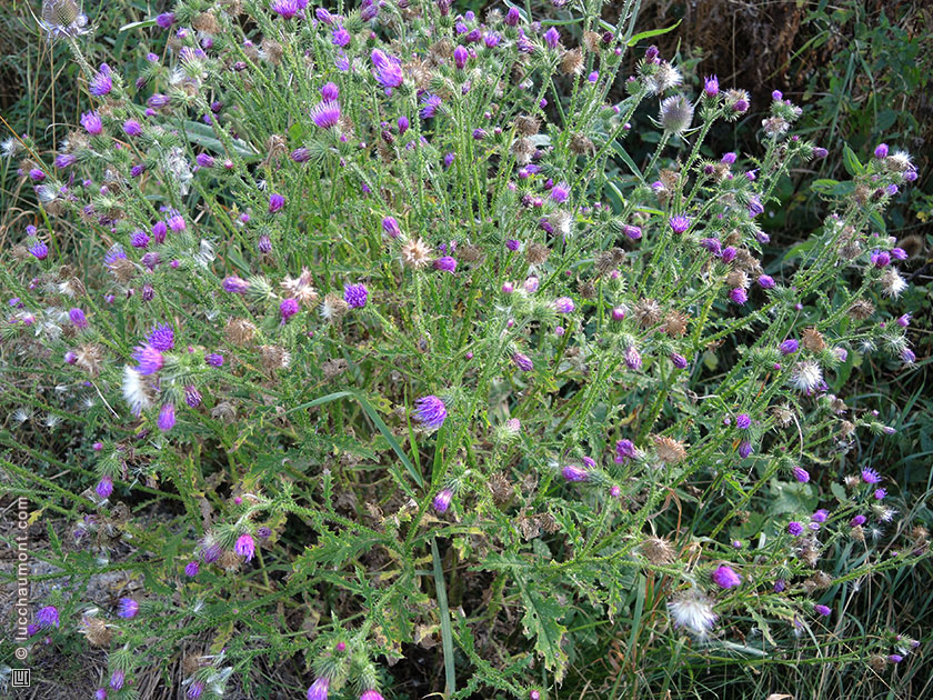 Chardon crépu