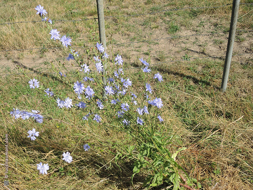 Chicorée sauvage