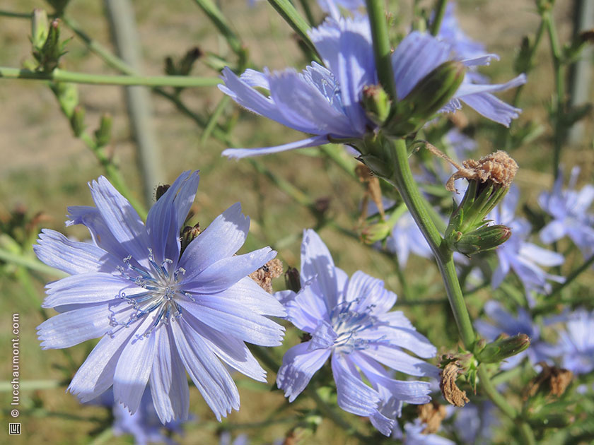 Chicorée sauvage