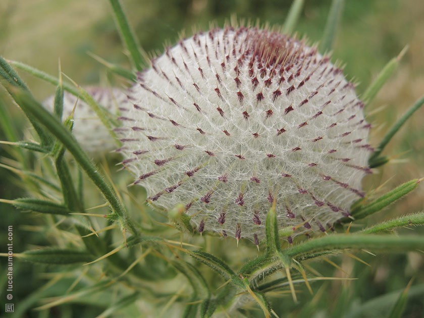 Cirse laineux