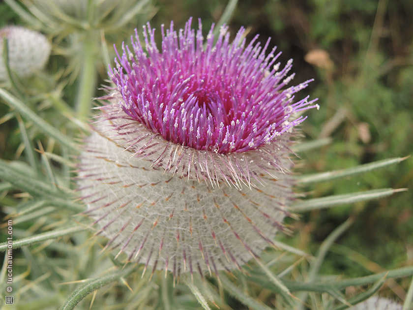 Cirse laineux