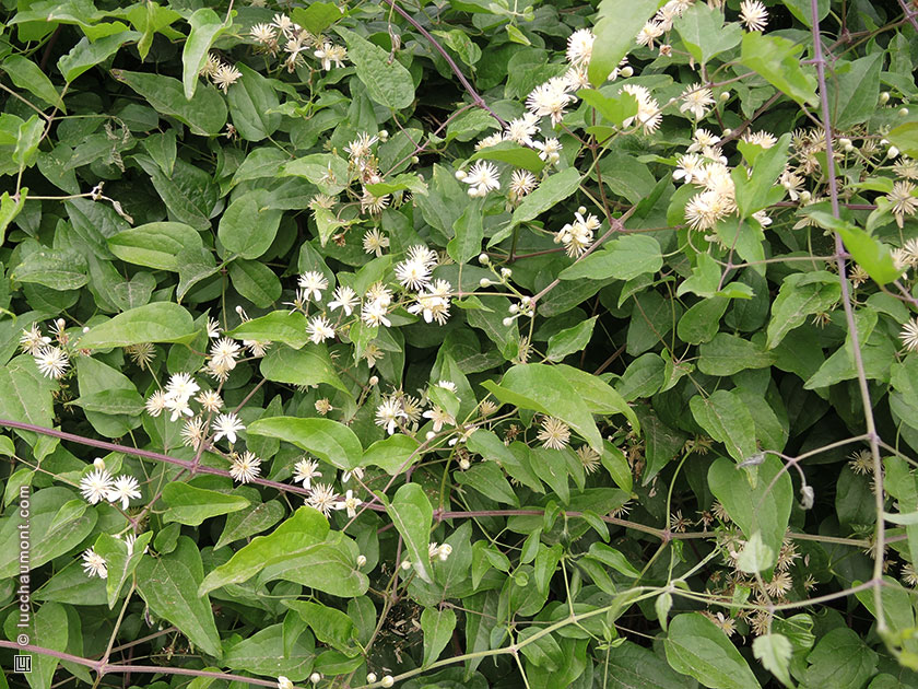 Clématite des haies