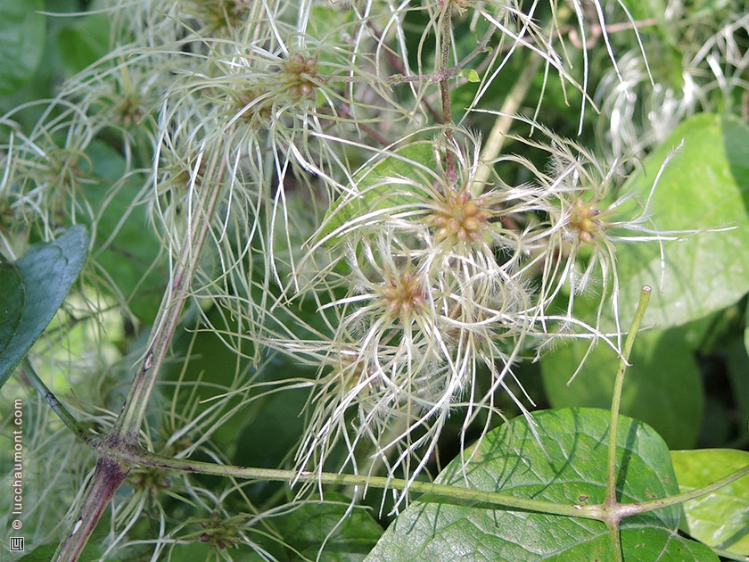 Clématite des haies