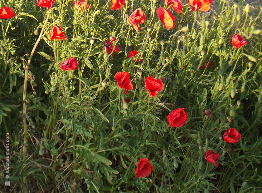 Coquelicot