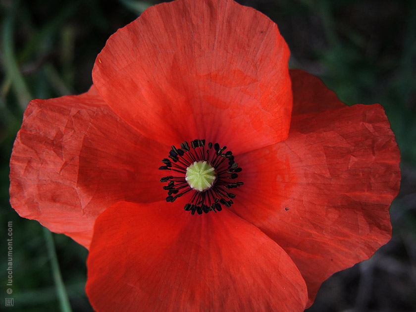 Coquelicot
