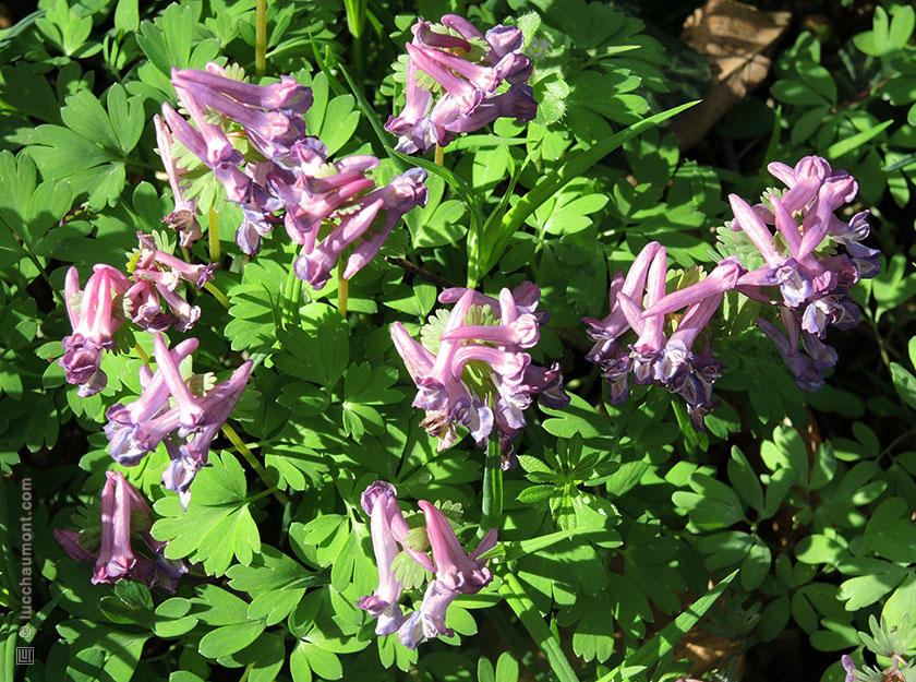 Corydale à bulbe plein