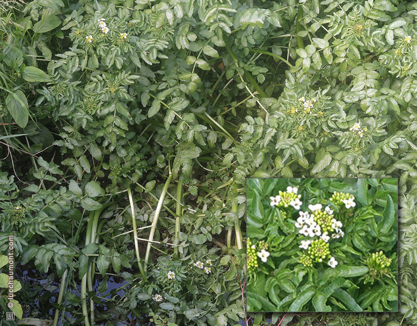 Cresson de fontaine