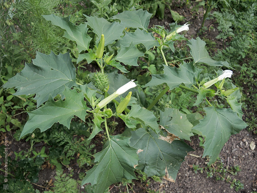 Datura stramoine