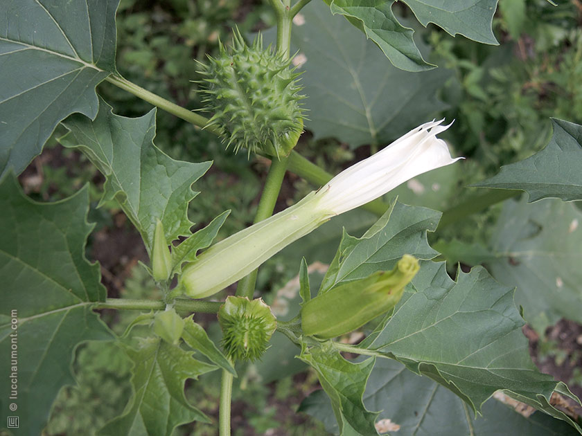 Datura stramoine