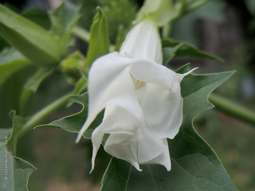 Datura stramoine