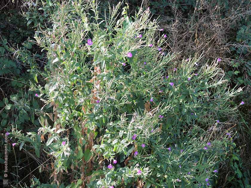 Epilobe à petites fleurs