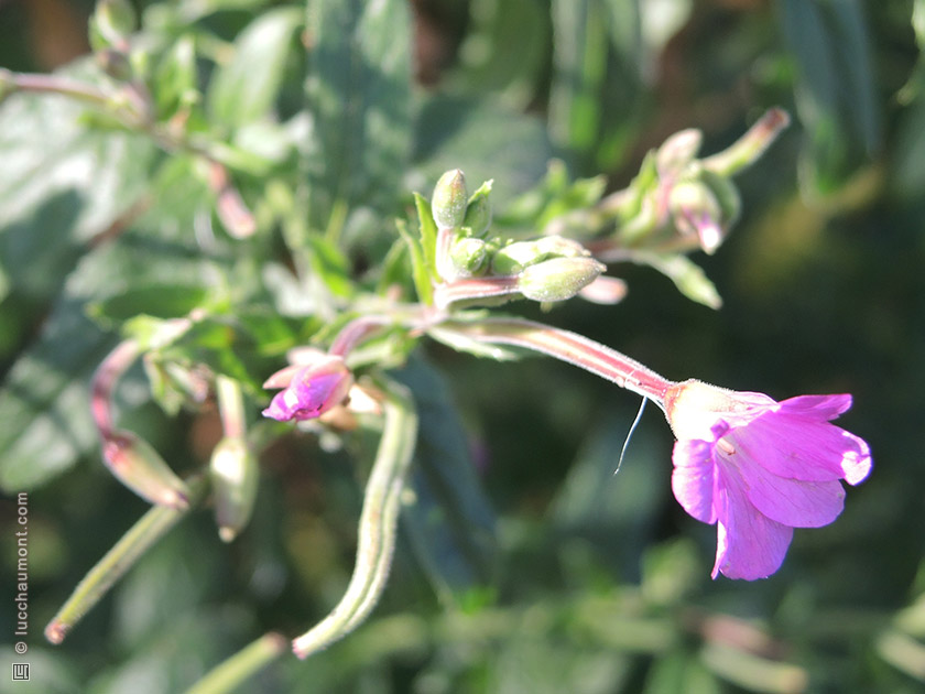 Epilobe à petites fleurs
