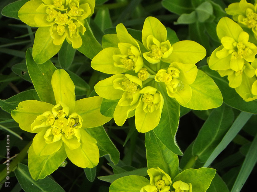 Euphorbe réveil matin